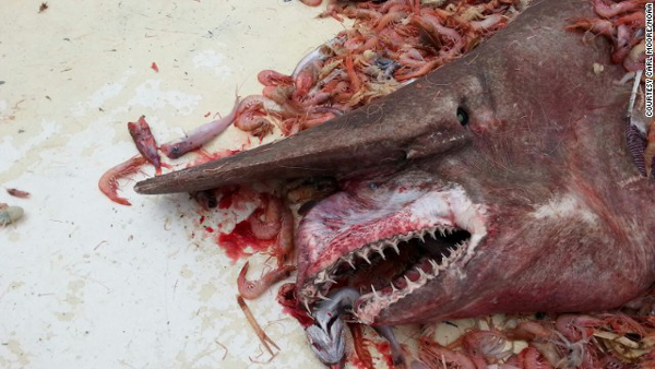 PHOTO: Ugly, Rare Shark Caught Off Florida Coast